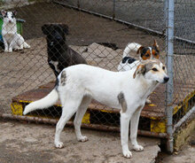 MADLYN, Hund, Mischlingshund in Bulgarien - Bild 19
