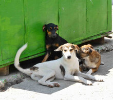 MADLYN, Hund, Mischlingshund in Bulgarien - Bild 4