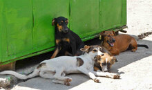 MADLYN, Hund, Mischlingshund in Bulgarien - Bild 5