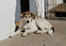 MADLYN, Hund, Mischlingshund in Bulgarien - Bild 6