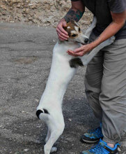 MADLYN, Hund, Mischlingshund in Bulgarien - Bild 7