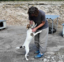 MADLYN, Hund, Mischlingshund in Bulgarien - Bild 8