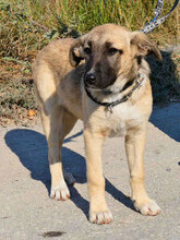 CASPAR, Hund, Mischlingshund in Bulgarien - Bild 1
