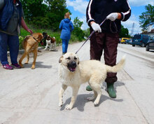 CASPAR, Hund, Mischlingshund in Bulgarien - Bild 10