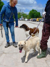 CASPAR, Hund, Mischlingshund in Bulgarien - Bild 11