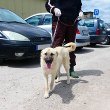 CASPAR, Hund, Mischlingshund in Bulgarien - Bild 12