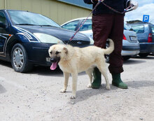 CASPAR, Hund, Mischlingshund in Bulgarien - Bild 13