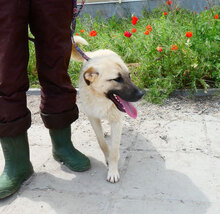 CASPAR, Hund, Mischlingshund in Bulgarien - Bild 14