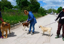 CASPAR, Hund, Mischlingshund in Bulgarien - Bild 16