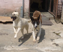 CASPAR, Hund, Mischlingshund in Bulgarien - Bild 18