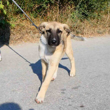 CASPAR, Hund, Mischlingshund in Bulgarien - Bild 2