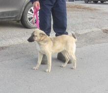 CASPAR, Hund, Mischlingshund in Bulgarien - Bild 3