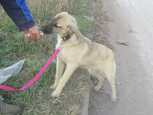 CASPAR, Hund, Mischlingshund in Bulgarien - Bild 4
