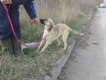 CASPAR, Hund, Mischlingshund in Bulgarien - Bild 5