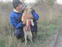 CASPAR, Hund, Mischlingshund in Bulgarien - Bild 6