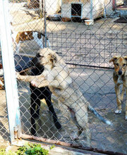 CASPAR, Hund, Mischlingshund in Bulgarien - Bild 7