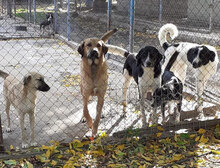 CASPAR, Hund, Mischlingshund in Bulgarien - Bild 8