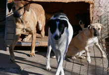 CASPAR, Hund, Mischlingshund in Bulgarien - Bild 9