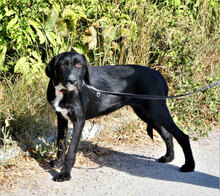 DONELLA, Hund, Mischlingshund in Bulgarien - Bild 2