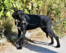 DONELLA, Hund, Mischlingshund in Bulgarien - Bild 3