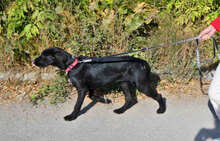 DONELLA, Hund, Mischlingshund in Bulgarien - Bild 4