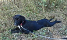 DONELLA, Hund, Mischlingshund in Bulgarien - Bild 5
