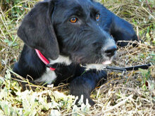DONELLA, Hund, Mischlingshund in Bulgarien - Bild 6