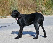 DONELLA, Hund, Mischlingshund in Bulgarien - Bild 7