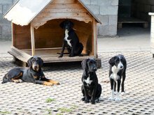 DONELLA, Hund, Mischlingshund in Bulgarien - Bild 8