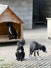 DONELLA, Hund, Mischlingshund in Bulgarien - Bild 9