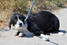 DEE, Hund, Mischlingshund in Bulgarien - Bild 4