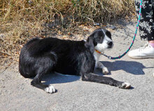 DEE, Hund, Mischlingshund in Bulgarien - Bild 5