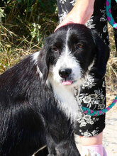 DEE, Hund, Mischlingshund in Bulgarien - Bild 6