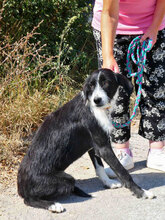DEE, Hund, Mischlingshund in Bulgarien - Bild 7