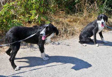 DEE, Hund, Mischlingshund in Bulgarien - Bild 8