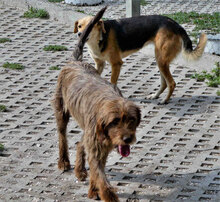 TUULI, Hund, Jagdhund-Mix in Bulgarien - Bild 11