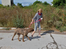 TUULI, Hund, Jagdhund-Mix in Bulgarien - Bild 6
