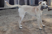DYLAN, Hund, Mischlingshund in Portugal - Bild 5