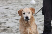 BOBBY, Hund, Mischlingshund in Ungarn - Bild 1