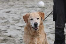 BOBBY, Hund, Mischlingshund in Ungarn - Bild 3