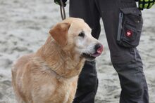 BOBBY, Hund, Mischlingshund in Ungarn - Bild 5