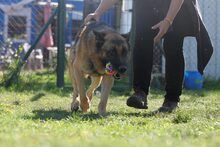 STROLCH, Hund, Deutscher Schäferhund-Mix in Ungarn - Bild 4