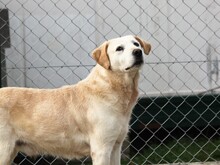 ALONZO, Hund, Mischlingshund in Ungarn - Bild 4