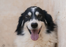 KLAUS, Hund, Mischlingshund in Italien - Bild 1