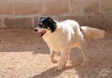KLAUS, Hund, Mischlingshund in Italien - Bild 3