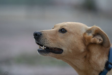 SPEEDY, Hund, Mischlingshund in Italien - Bild 2