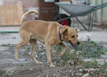 SPEEDY, Hund, Mischlingshund in Italien - Bild 3