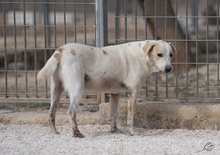 PEPE, Hund, Mischlingshund in Italien - Bild 2