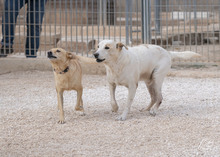 PEPE, Hund, Mischlingshund in Italien - Bild 3