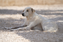 PEPE, Hund, Mischlingshund in Italien - Bild 4